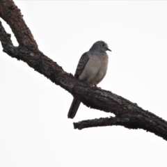 Geopelia placida (Peaceful Dove) at Mount Stuart, QLD - 10 Sep 2022 by TerryS