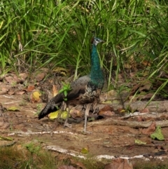 Pavo cristatus (Indian Peafowl) at Kelso, QLD - 11 Sep 2022 by TerryS