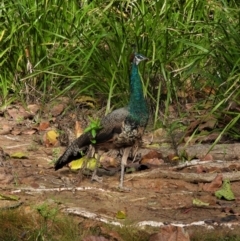 Pavo cristatus (Indian Peafowl) at Kelso, QLD - 10 Sep 2022 by TerryS