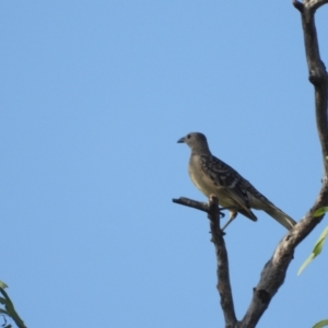 Chlamydera nuchalis at Kelso, QLD - 11 Sep 2022