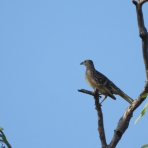 Chlamydera nuchalis (Great Bowerbird) at Kelso, QLD by TerryS