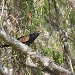 Centropus phasianinus at Mount Stuart, QLD - 11 Sep 2022