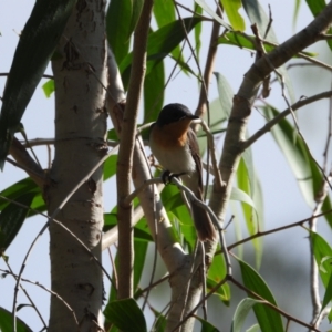Myiagra rubecula at Mount Stuart, QLD - 11 Sep 2022 09:27 AM