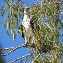 Pandion haliaetus (Osprey) at Cranbrook, QLD - 18 Sep 2022 by TerryS