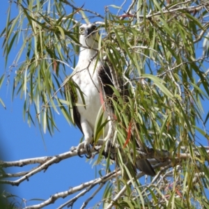 Pandion haliaetus at Cranbrook, QLD - 18 Sep 2022