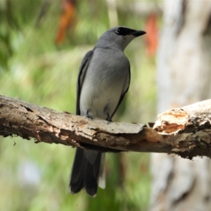 Coracina papuensis at Cranbrook, QLD - 18 Sep 2022