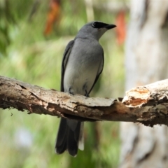 Coracina papuensis (White-bellied Cuckooshrike) at Cranbrook, QLD - 17 Sep 2022 by TerryS