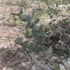 Veronica perfoliata (Digger's Speedwell) at Aranda Bushland - 2 Oct 2022 by lbradley