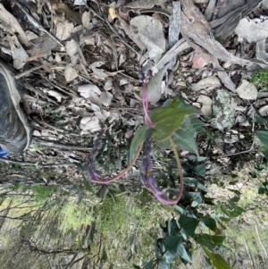 Veronica perfoliata at Aranda, ACT - 2 Oct 2022