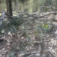 Veronica perfoliata at Aranda, ACT - 2 Oct 2022