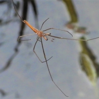 Tetragnatha sp. (genus) (Long-jawed spider) at Kelso, QLD - 25 Sep 2022 by TerryS