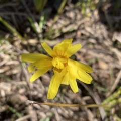 Microseris walteri (Yam Daisy, Murnong) at Black Mountain - 1 Oct 2022 by Jenny54