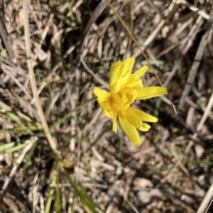 Microseris walteri at Aranda, ACT - 2 Oct 2022