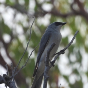 Coracina papuensis at Mount Stuart, QLD - 25 Sep 2022