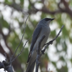 Coracina papuensis (White-bellied Cuckooshrike) at Mount Stuart, QLD - 24 Sep 2022 by TerryS