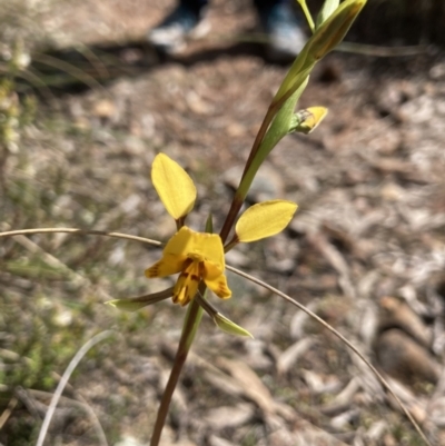 Diuris nigromontana (Black Mountain Leopard Orchid) at Black Mountain - 1 Oct 2022 by Jenny54