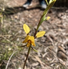 Diuris nigromontana (Black Mountain Leopard Orchid) at Aranda, ACT - 1 Oct 2022 by Jenny54