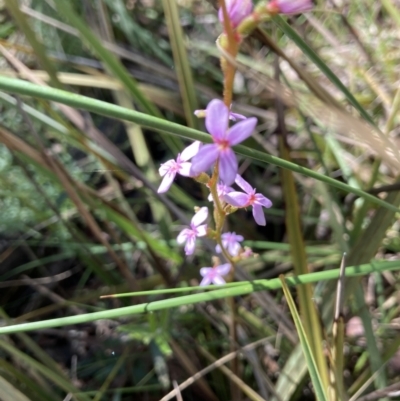 Stylidium (genus) (Trigger Plant) at Molonglo Valley, ACT - 2 Oct 2022 by Jenny54