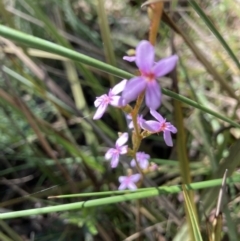 Stylidium sp. at Molonglo Valley, ACT - 2 Oct 2022