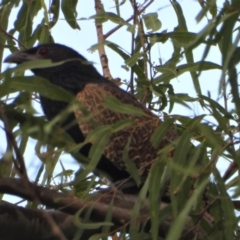 Centropus phasianinus (Pheasant Coucal) at Kelso, QLD - 25 Sep 2022 by TerryS