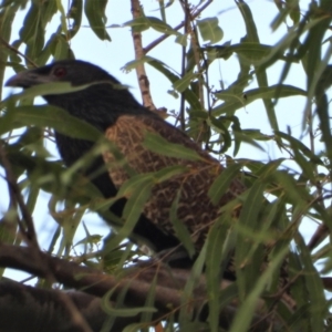 Centropus phasianinus at Kelso, QLD - 25 Sep 2022