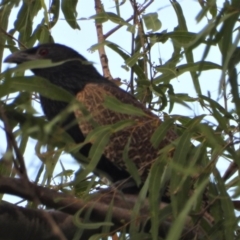 Centropus phasianinus (Pheasant Coucal) at Kelso, QLD - 24 Sep 2022 by TerryS