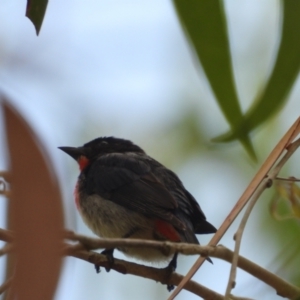 Dicaeum hirundinaceum (Mistletoebird) at Kelso, QLD by TerryS