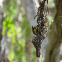 Cinnyris frenatus (Sahul Sunbird) at Kelso, QLD - 25 Sep 2022 by TerryS