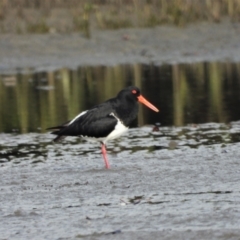 Haematopus longirostris (Australian Pied Oystercatcher) at Bushland Beach, QLD - 1 Oct 2022 by TerryS