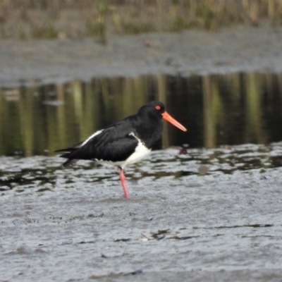 Haematopus longirostris (Australian Pied Oystercatcher) at Bushland Beach, QLD - 2 Oct 2022 by TerryS