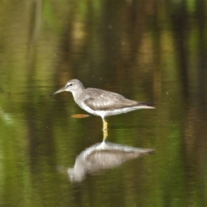 Tringa brevipes (Grey-tailed Tattler) at Bushland Beach, QLD by TerryS