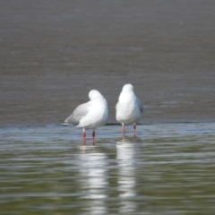 Chroicocephalus novaehollandiae (Silver Gull) at Bushland Beach, QLD - 1 Oct 2022 by TerryS