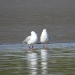Chroicocephalus novaehollandiae (Silver Gull) at Bushland Beach, QLD by TerryS