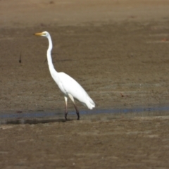 Ardea alba (Great Egret) at Bushland Beach, QLD - 2 Oct 2022 by TerryS