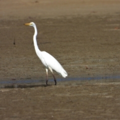 Ardea alba (Great Egret) at Bushland Beach, QLD - 1 Oct 2022 by TerryS