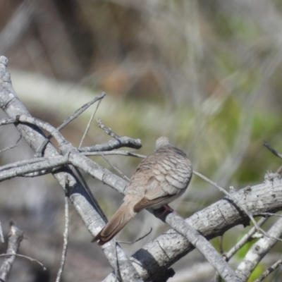 Geopelia placida (Peaceful Dove) at Bushland Beach, QLD - 1 Oct 2022 by TerryS