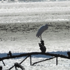 Egretta garzetta (Little Egret) at Bushland Beach, QLD - 2 Oct 2022 by TerryS