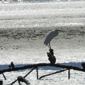 Egretta garzetta at Bushland Beach, QLD - 2 Oct 2022