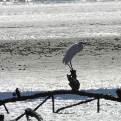 Egretta garzetta (Little Egret) at Bushland Beach, QLD - 2 Oct 2022 by TerryS