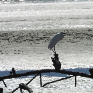 Egretta garzetta (Little Egret) at Bushland Beach, QLD by TerryS