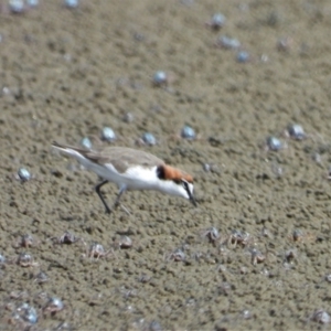Anarhynchus ruficapillus at Beach Holm, QLD - 2 Oct 2022 09:23 AM