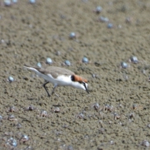 Anarhynchus ruficapillus at Beach Holm, QLD - 2 Oct 2022