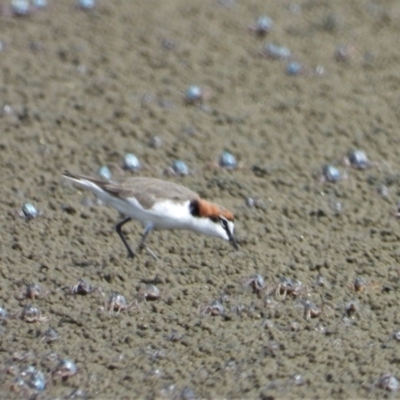 Anarhynchus ruficapillus (Red-capped Plover) at Beach Holm, QLD - 2 Oct 2022 by TerryS