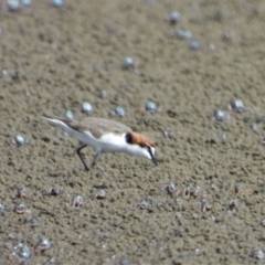 Charadrius ruficapillus (Red-capped Plover) at Beach Holm, QLD - 1 Oct 2022 by TerryS