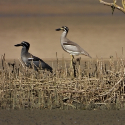 Esacus magnirostris (Beach Stone-curlew) at Beach Holm, QLD - 1 Oct 2022 by TerryS