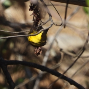 Cinnyris frenatus at Bushland Beach, QLD - 2 Oct 2022 09:55 AM