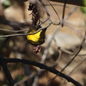 Nectarinia jugularis (Olive-backed Sunbird) at Bushland Beach, QLD by TerryS