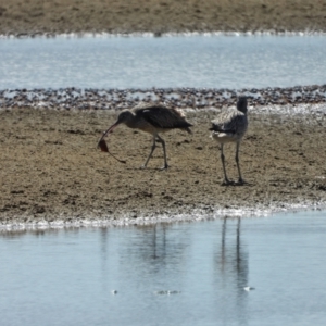 Numenius madagascariensis at Beach Holm, QLD - 2 Oct 2022 10:15 AM