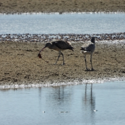 Numenius madagascariensis (Eastern Curlew) at Beach Holm, QLD - 2 Oct 2022 by TerryS