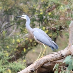 Egretta novaehollandiae (White-faced Heron) at Yackandandah, VIC - 1 Oct 2022 by KylieWaldon